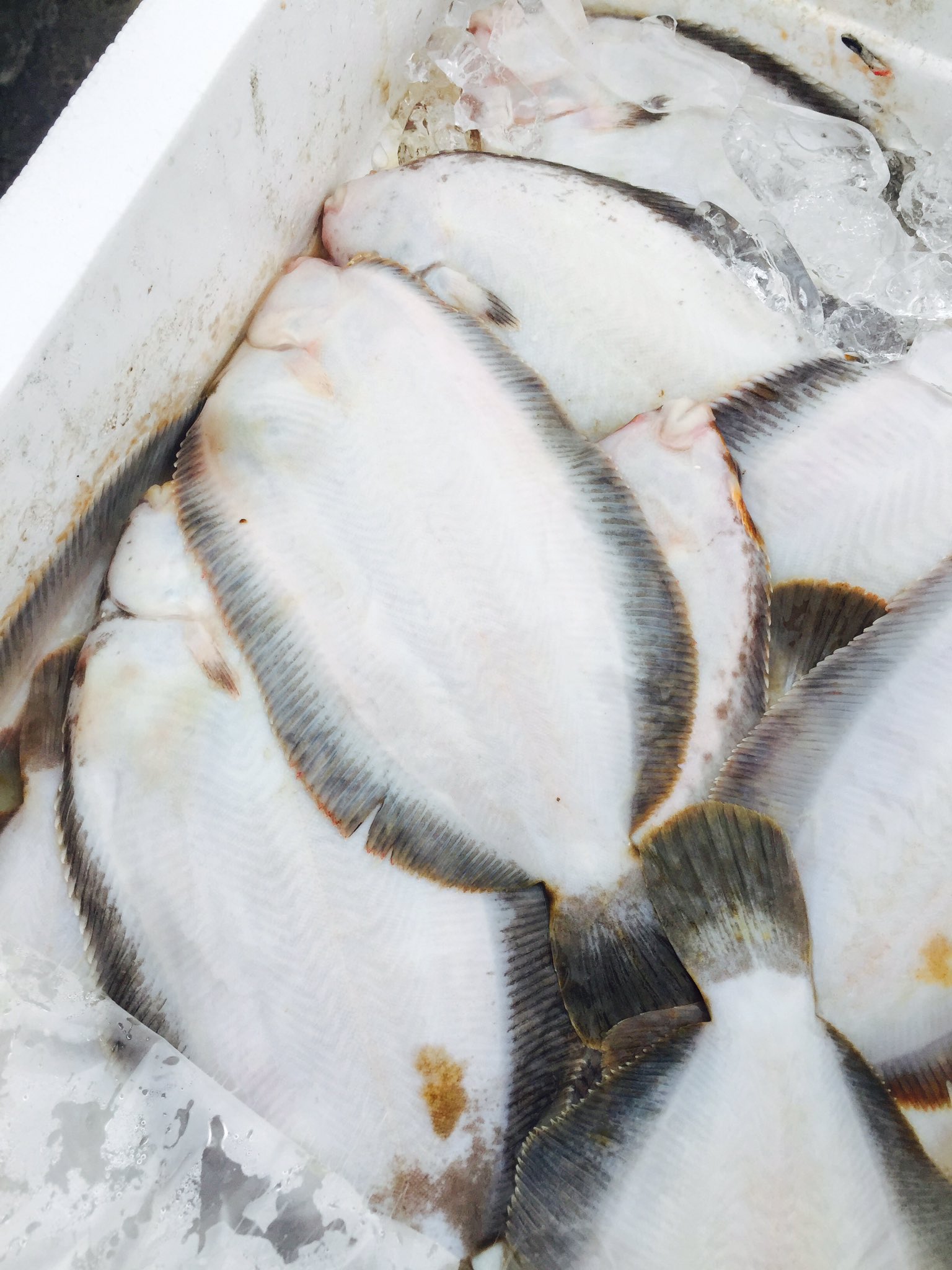 トップ100ギマ 煮付け すべての魚の画像