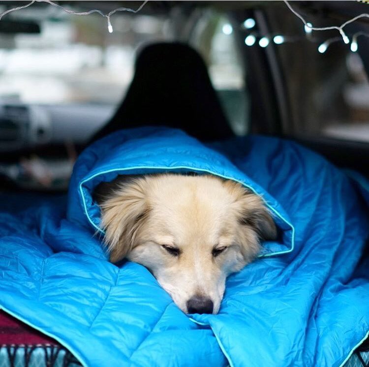 Make today an adventure kind of day. #campingwithdogs <a href="/jazz/">Jasmine</a>.paws