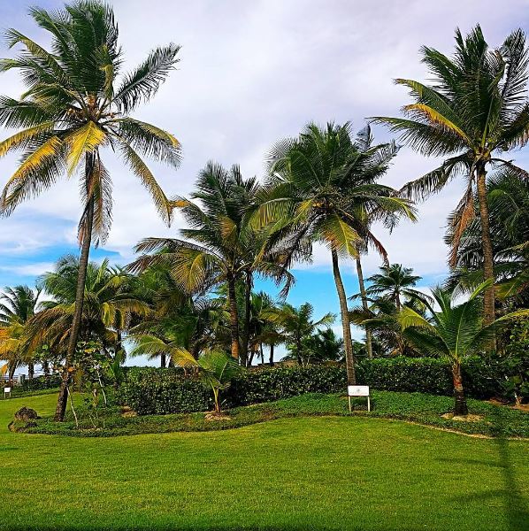 isl_chronicles's tweet photo. Tranquility.... #beachshoot #photographer
#traveltuesday #palmtrees #islandlife #Caribbean #blueskies #beautiful  #paradise  #PuertoRico https://t.co/iasfg3P5hU
