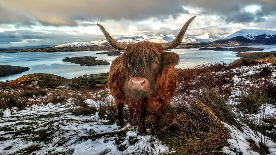 VisitScotland tweet media