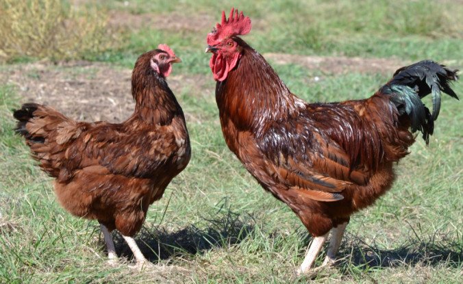IntheBendfarm's tweet photo. The best family-friendly, egg-laying chickens for your urban homestead. #D600MLS https://t.co/x2AJQDcr29 https://t.co/VVoDLy0JlR