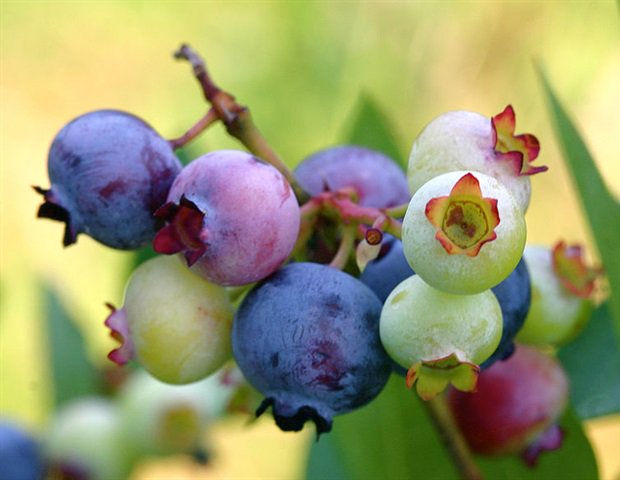 CleanMyColon's tweet image. Oxy-Powder supplement clears clinical trials for Irritable Bowel Syndrome cur.lv/142lfz