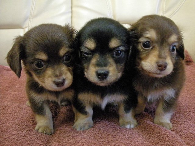 世界のワンちゃん図鑑 チワックス チワワとダックスフンドのミックス犬 ダックスフンドの胴長短足と チワワ特有の小顔で大きな目が特徴 人懐っこく甘えん坊な子が多いそうです T Co Ikao64gfhj Twitter