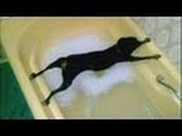 犬面白画像