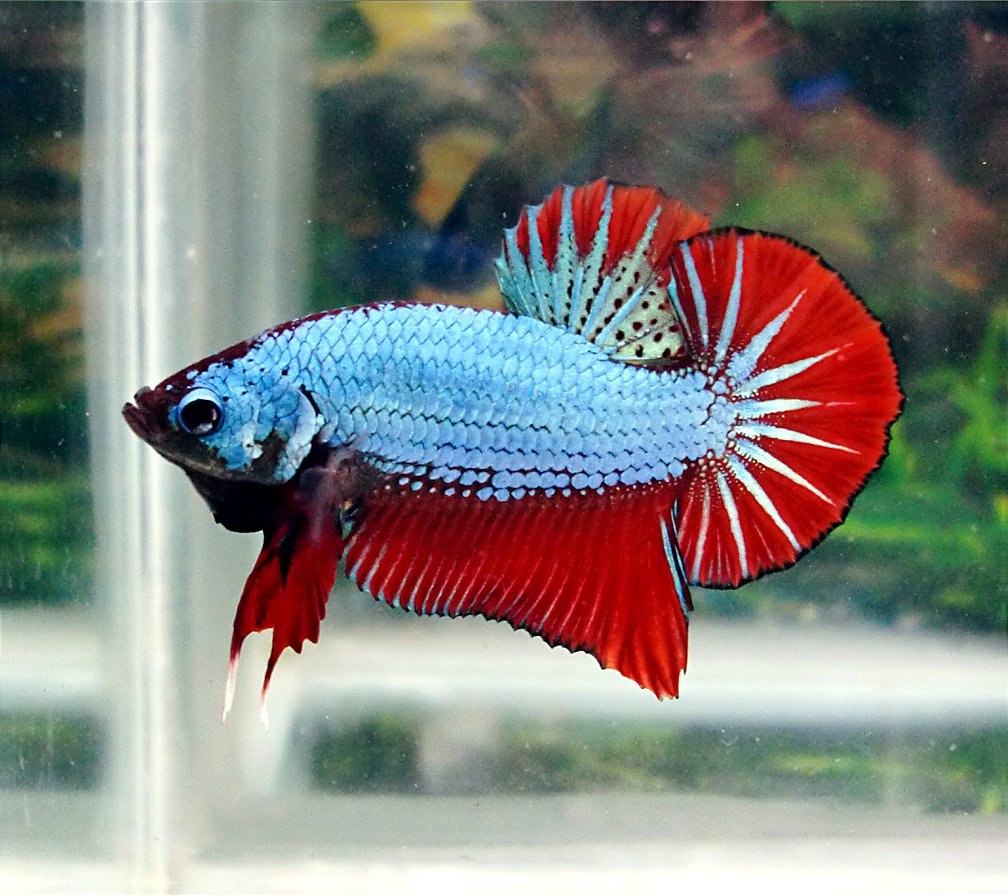 Halfmoon Plakat Betta