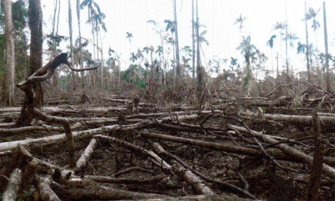 AmbientalAlerta's tweet photo. Taladores ilegales invaden concesión forestal en #MadreDeDios. Fiscalía no responde a denuncia luego de 1.5 meses ► https://t.co/HehLkX5FgW https://t.co/ZpxNnyJur4