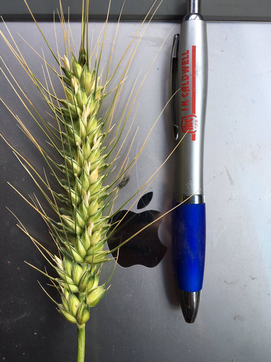 Charles Edmonston tweet media