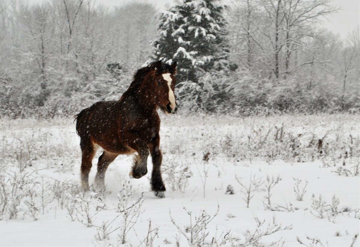 LoveDustNPonies's tweet photo. National Day Of The Horse <3 
#Dayofthehorse #Horses #Ponies https://t.co/ScnRVVvyCS