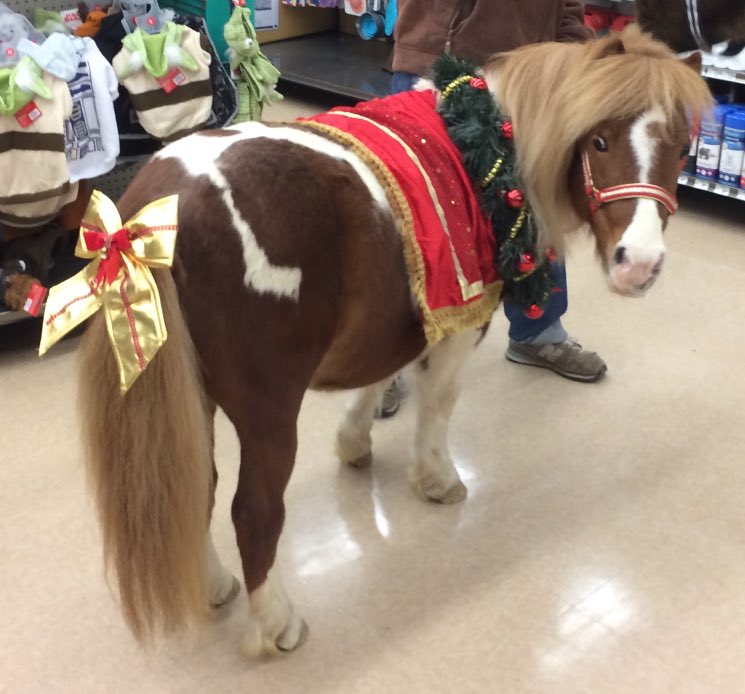 HorseShowTutor's tweet image. 'Tis the Season! So stinking cute!