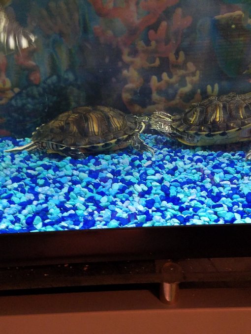 3 pic. Turtle Tank Adventures 🐢
#TurtleTuesday #TurtlePower #Camgirl #Turtle https://t.co/eQJ69RgEp9