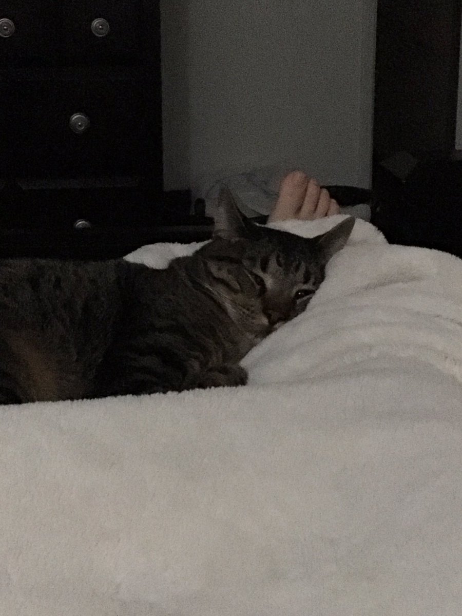 Thor_Witcher's tweet image. Meow