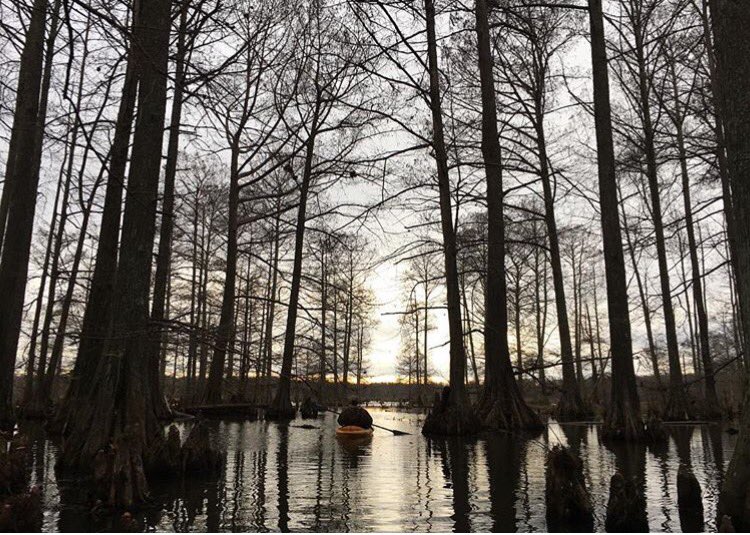 wings_outd's tweet image. A few ducks is better than none