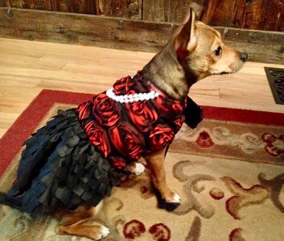 DQ_GSD's tweet photo. #Dogs #BaileyB  aka #Chiweenie #Shopaholic “Does this dress make my butt look big?” #Humor https://t.co/ZvYfay1Bn9