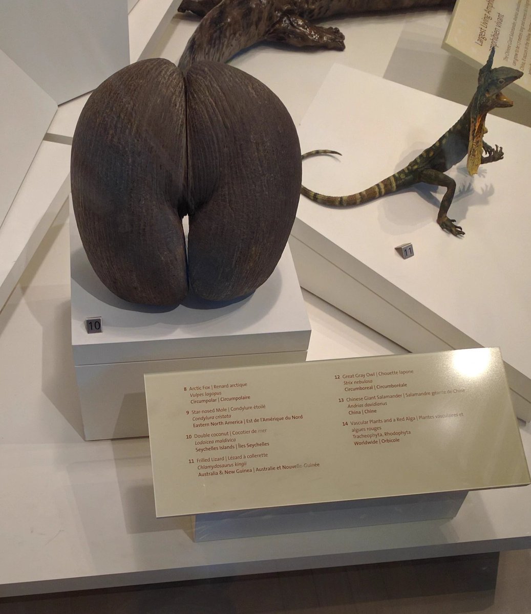 TheEmCEffect's tweet photo. @RealKiefer hope you and @Rockin__Rabbit didn't miss this #perfect10 #DoubleCoconut while visiting the @ROMtoronto https://t.co/EtazDbIe4S