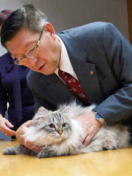 nyaaaacochan's tweet photo. 秋田犬のゆめちゃんはもちろんかわいいのですが、お礼にプーチンさんから秋田県知事に贈られたミールくんも最高にかわいいから見て。 https://t.co/rILKxAfQaN