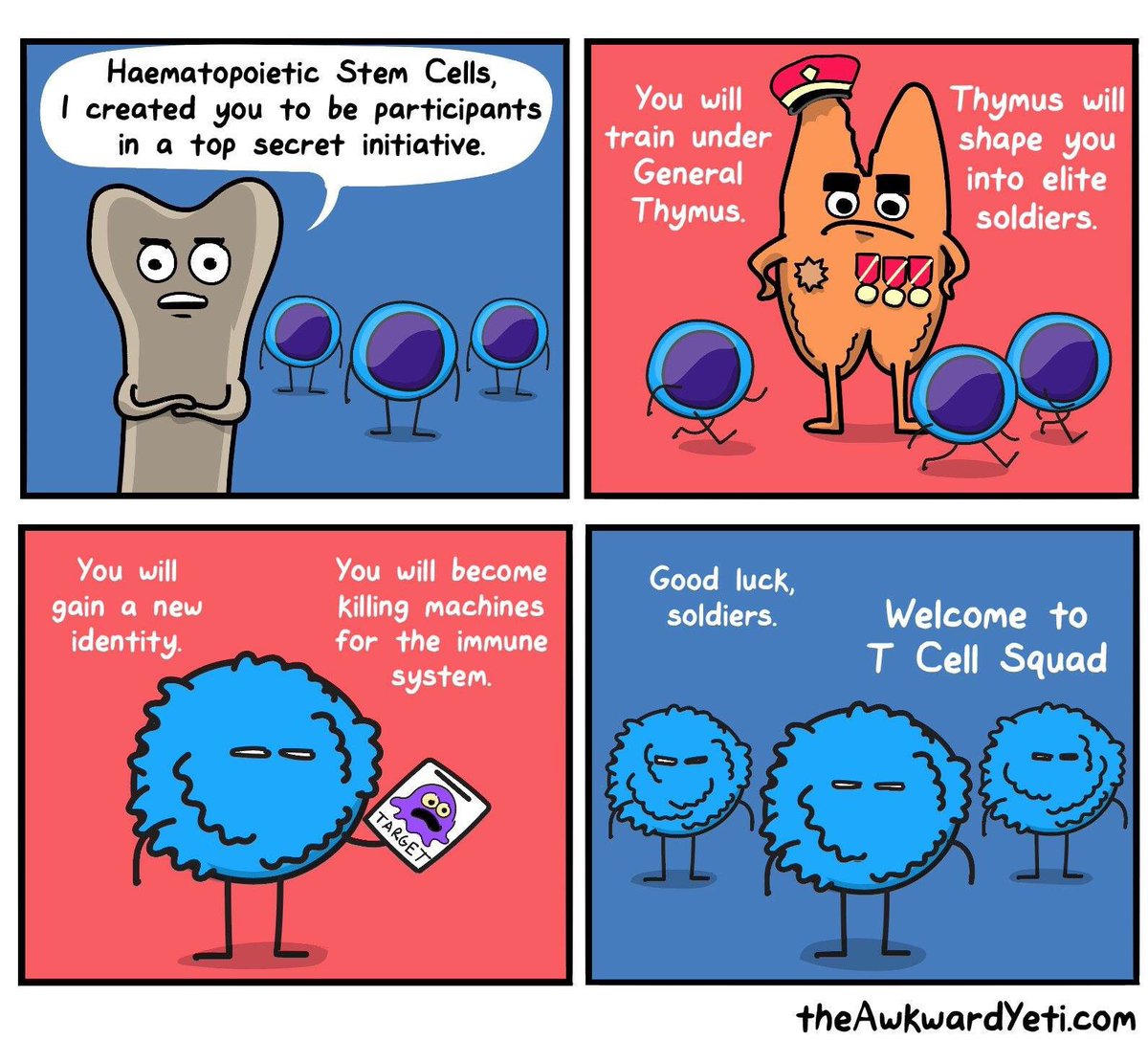 Mighty T cells! Thanks The Awkward Yeti for a great immunology lesson! #immunology #cells #CellDifferentiation #squad