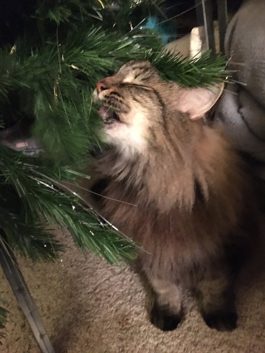 ConquerorAscot's tweet image. There&apos; something new in the living room. Pretty sure it&apos;s edible.