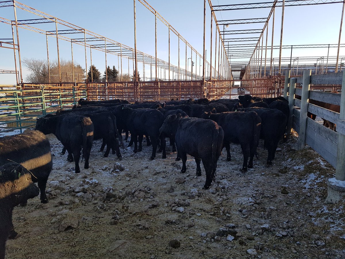 WillWirvine's tweet photo. Kingsclere Ranch Bred Heifer Sale on Thursday 12 noon 47 hfrs 2/3 blacks start calving March 15 Bred light birth weight Blk Bulls 60 days https://t.co/CIvXdgvnFa