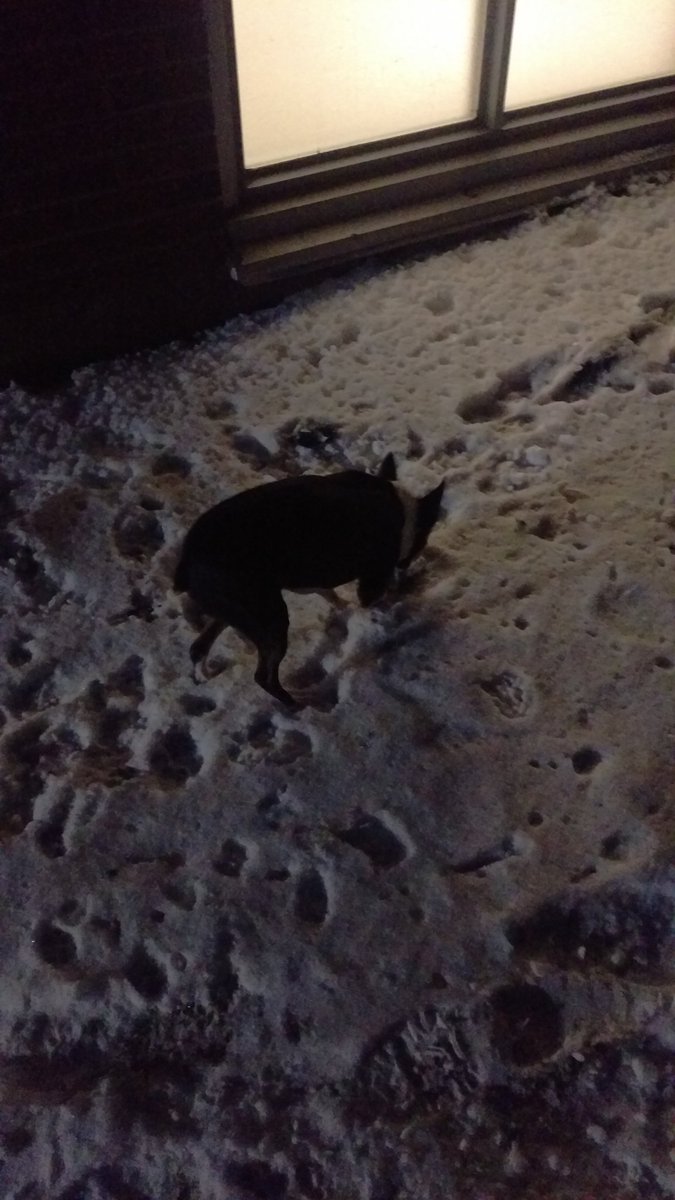 TuckertheBoston's tweet photo. Digging for gold. And by gold i mean the poop of another #k9 https://t.co/IrmzJqTZRf