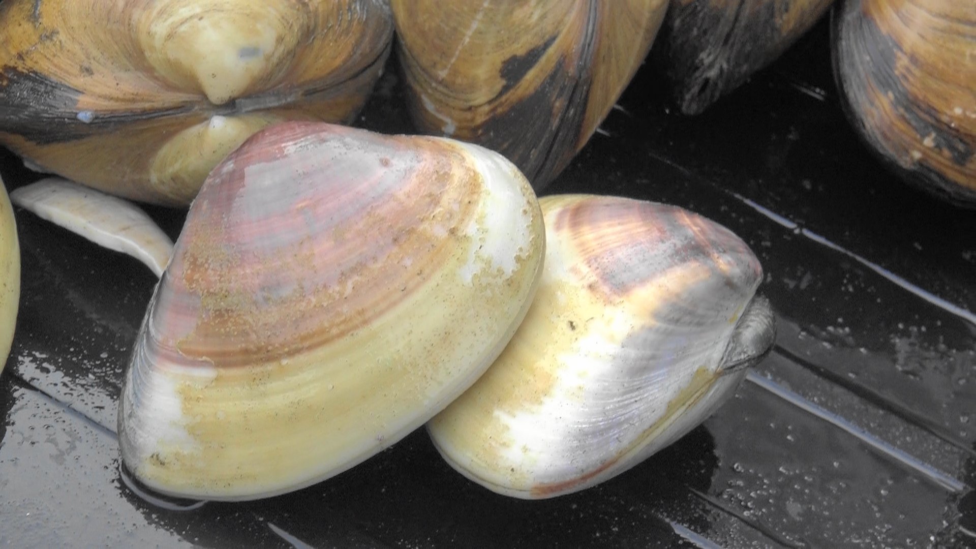 いばらきの地魚取扱店 鹿島灘はまぐり は 茨城県 が誇るブランド貝 一般的なハマグリ に比べて圧倒的に大きく ぷりぷりとした食感が特徴です 潮汁や焼きはまぐり 酒蒸しなどがよく知られた食べ方ですが 地元ではお肉の代わりにはまぐりを使った