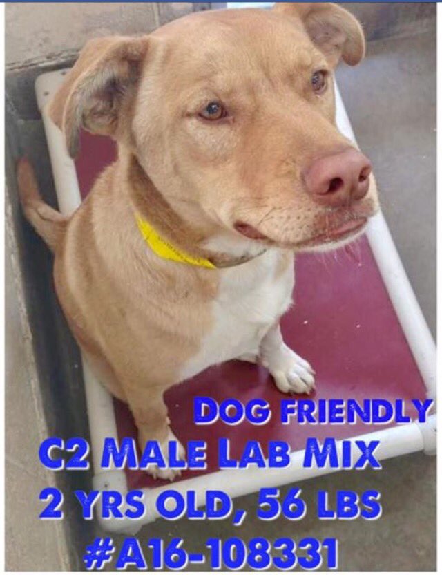 giselle1900's tweet image. ADOPTED❤️🙏🏻💃🏼🎉facebook.com/SASDOGS/photos… 
-@DogRescueTweets @ruthmen @Gdad1 @Jackie34563177 @WinglessBird_ @Stacey5899 @kaylama54674519 @jim1ns