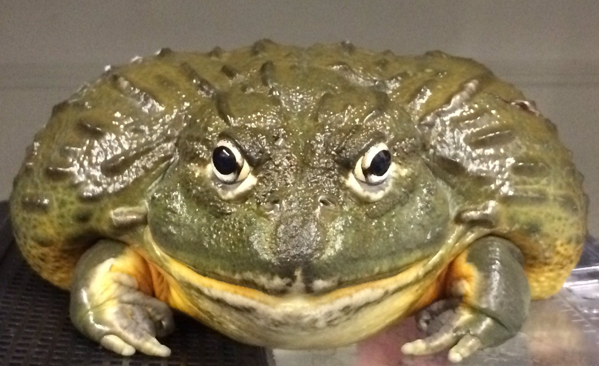 株式会社生物堂 先日のパリパリパリ で勘の良い方はお分かりでしょう 只今アフリカウシガエルのブリード調整中です ずっと失敗続きですが いけそうな気がします 画像のセンチオーバーのオス君に種親として頑張っていただきます ゴジラなごっつい