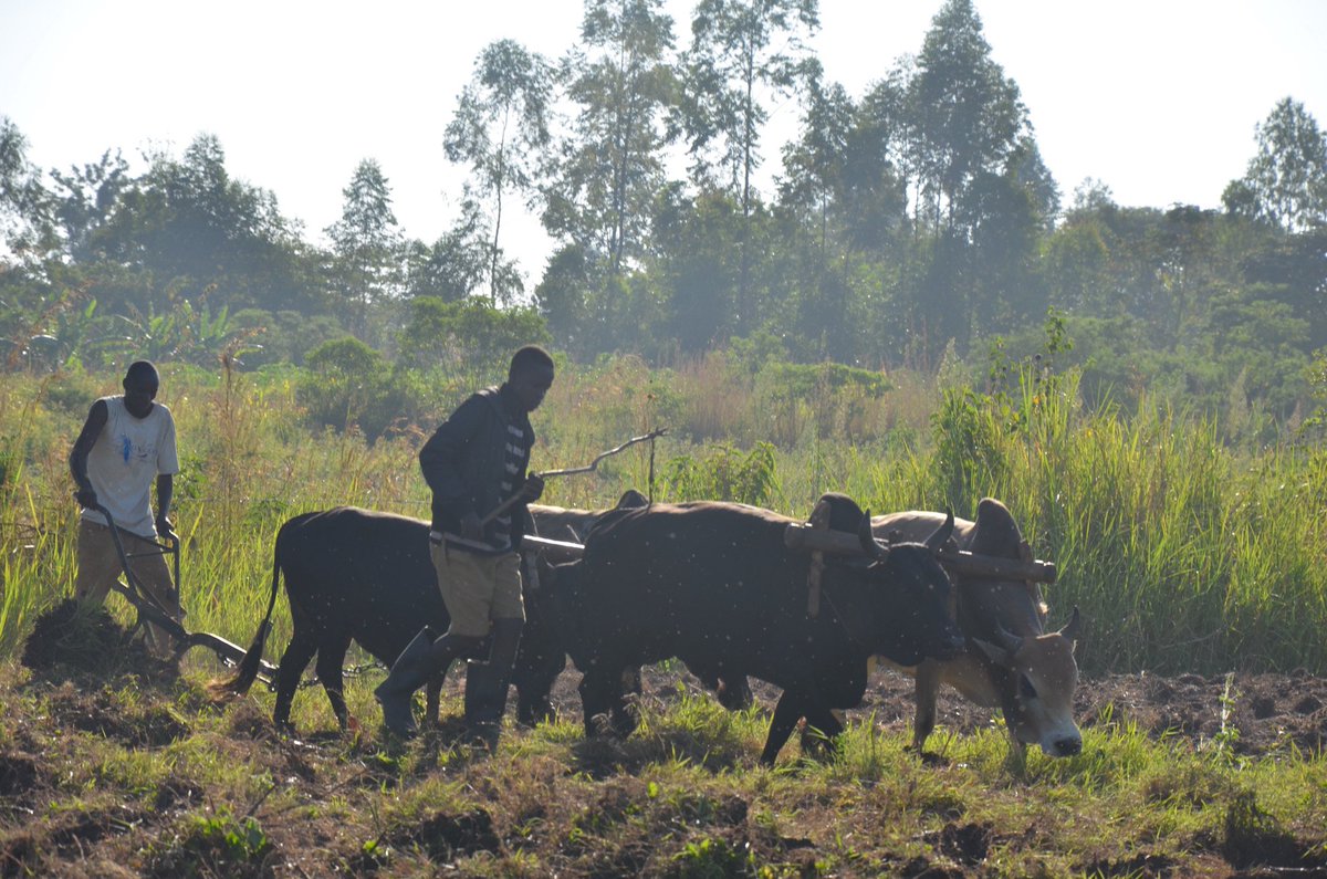 Julien Kauer tweet media