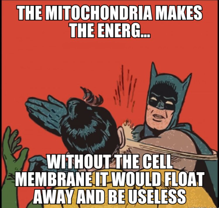 RHScellmembrane's tweet photo. #youdbeinsaneifyoudidntvotemembrane https://t.co/49dYABmT9N