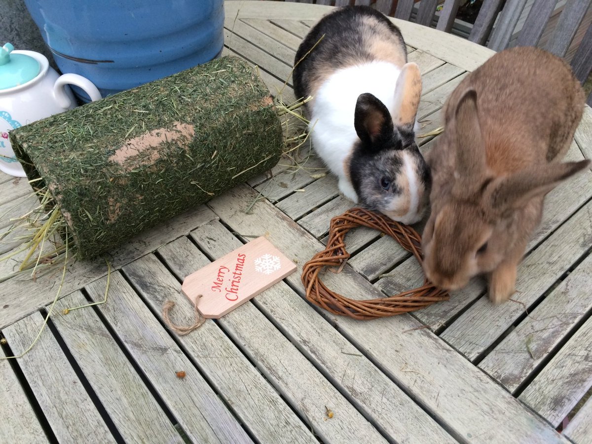 Lagolearn's tweet image. Day 14. Looks like Christmas has come early for these 2! Thanks K Armstrong #adventcalendar #rabbit #lagolearn