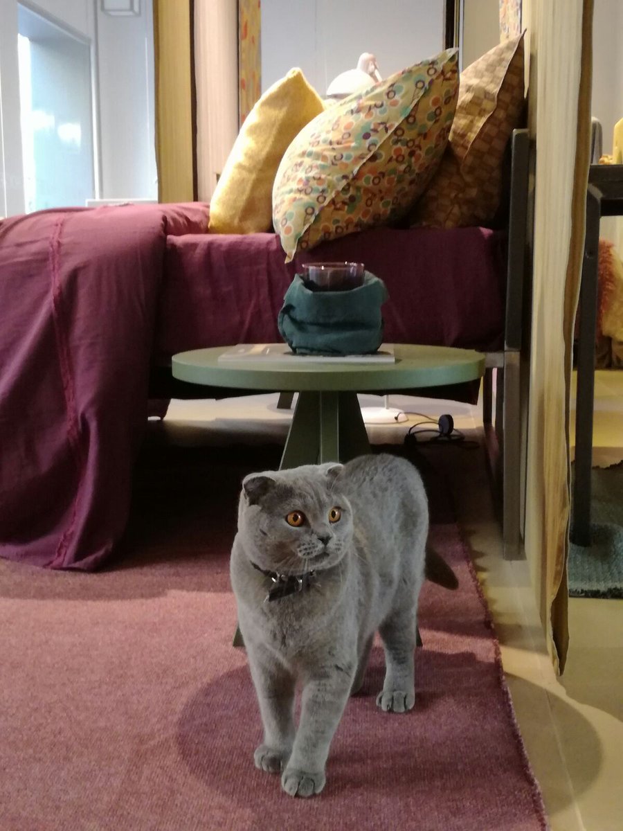 Quando si tratta di comfort i gatti sono dei veri intenditori (J Herriot) #IoAmoGliAnimali