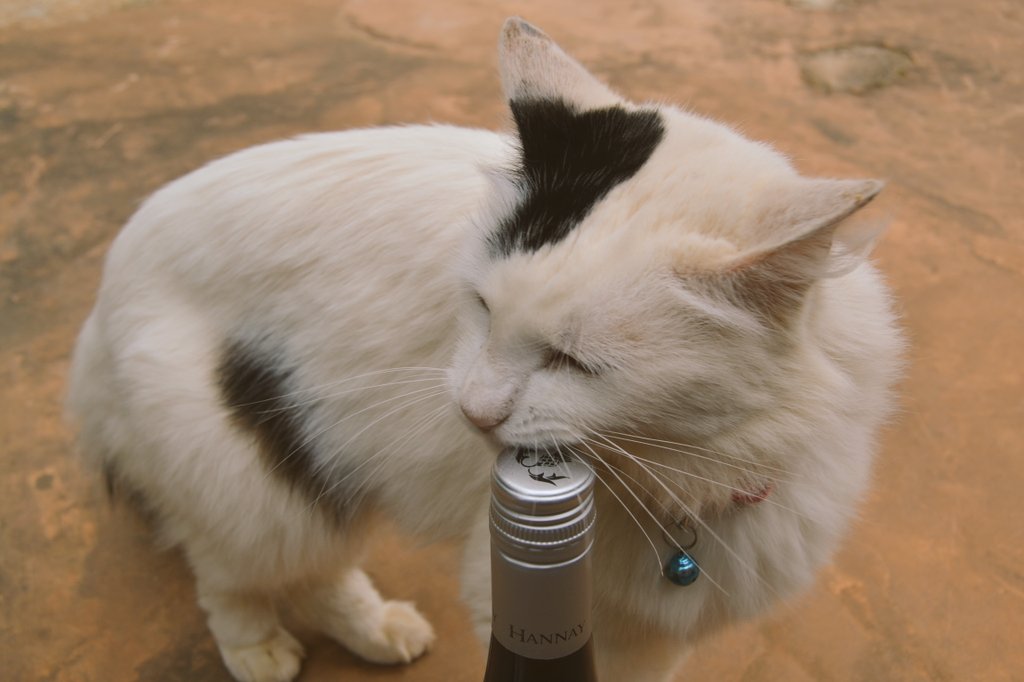 hannaywines's tweet photo. This is Jinxy our winery cat. We were a bit worried about her in the beginning #sheloveswine, but at least she has good taste! 😉 #elginwine https://t.co/5HlVpeA6AW