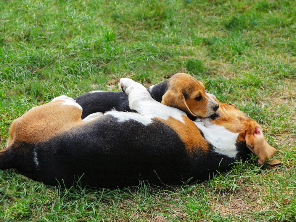 Muere de amor con esta galería de animales entrañables ;): 
muyinteresante.es/naturaleza/fot…