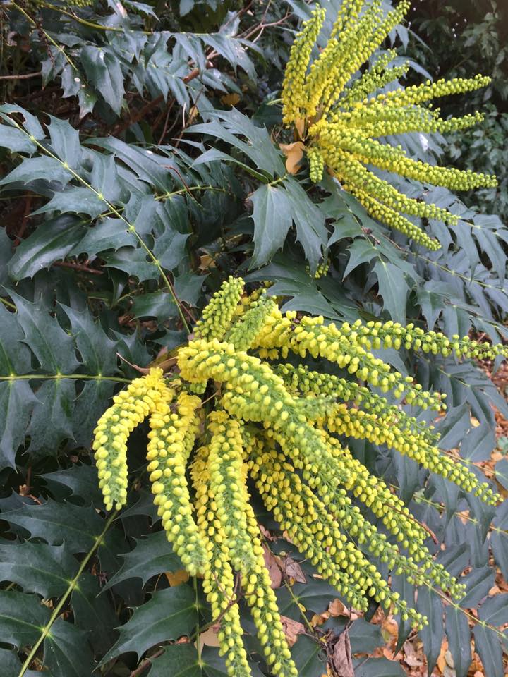Mahonia in #TheGardensOfTheRose