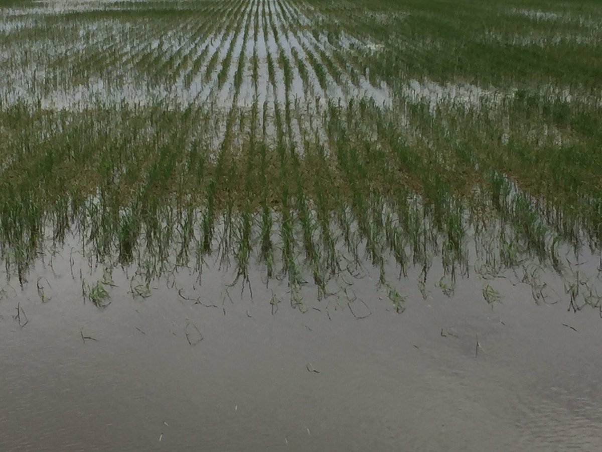 IMAG_Consulting's tweet photo. 2016 Fbs long grain rice drill sown slow to establish. Now tillering with Barnyard grass under control thxs to Barnstorm, Dirty Dora next. https://t.co/YDnsC2FmYG