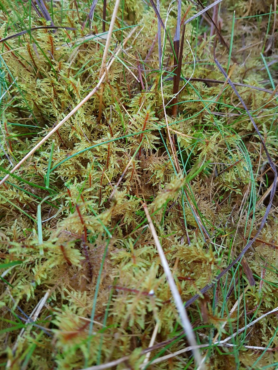IngleboroughNNR's tweet photo. This weeks moss is the elegant Glittering Wood-moss,  Hylocomium splendens. It has red stems, feathery fronds and often forms large matts. https://t.co/9BtjhQrEUU
