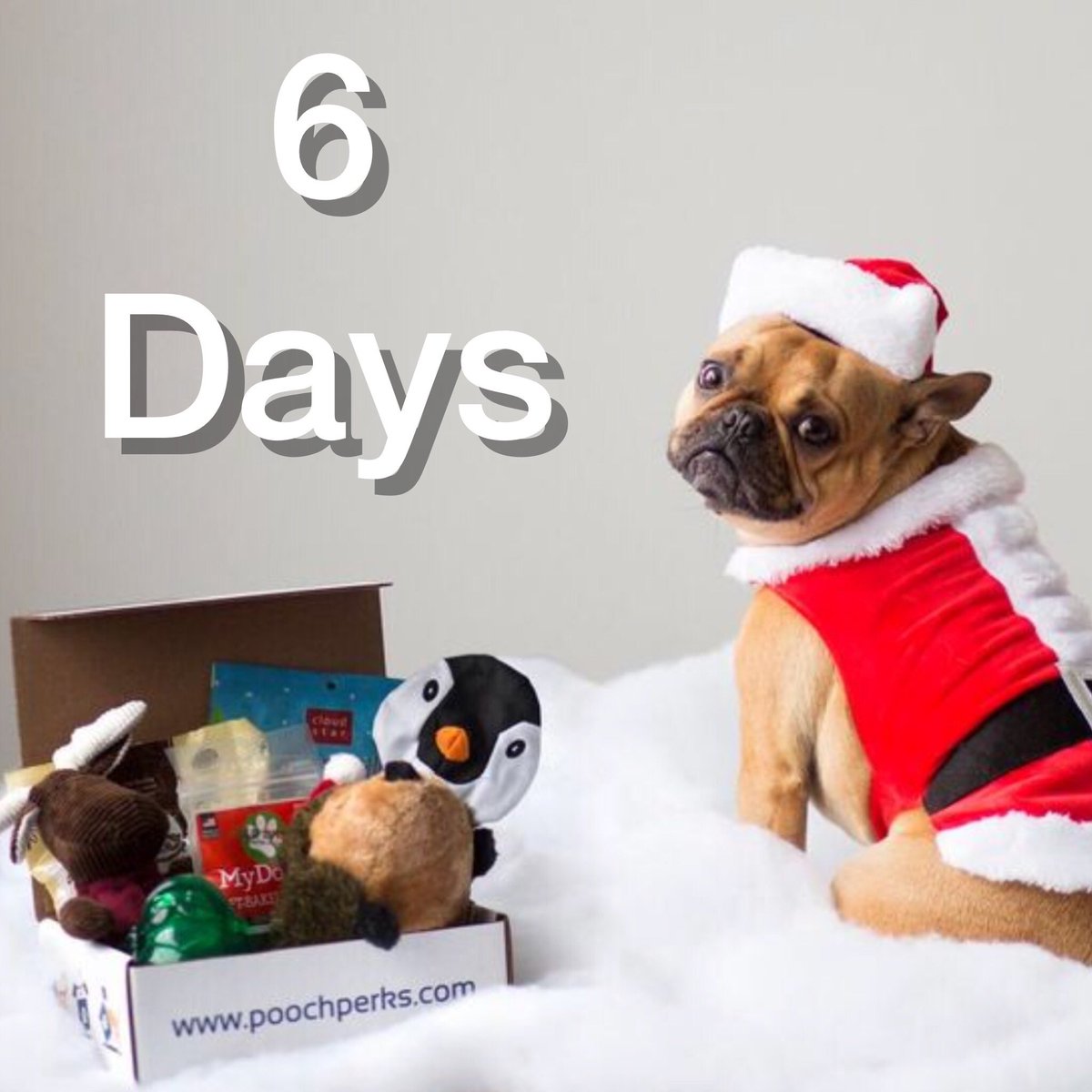 poochperks's tweet photo. Only 6 Days Left to order 🐶🎁 in time for Christmas! TODAY 50% Off any renewable 6-month plan using 50OFF https://t.co/lqtHqGtdbg https://t.co/ugQS00460N