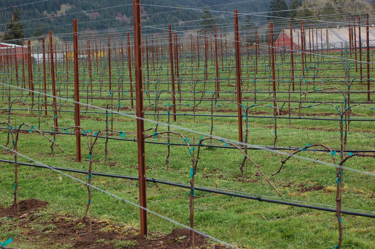 vineyard_posts's tweet photo. #Pali_per_vigneti in #acciaio_corten #steelposts #palopervigneto  #vitigno #vigneto #piquet_de_vigne  #vigneron #vineyard #vine https://t.co/MsfShARyHy