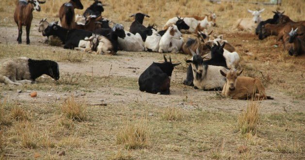 ZimbabweFarming's tweet photo. Cold Storage Company and ZimTrade launch programme to boost goat meat exports https://t.co/tcLOPvAIhu https://t.co/4PwVhorvLc
