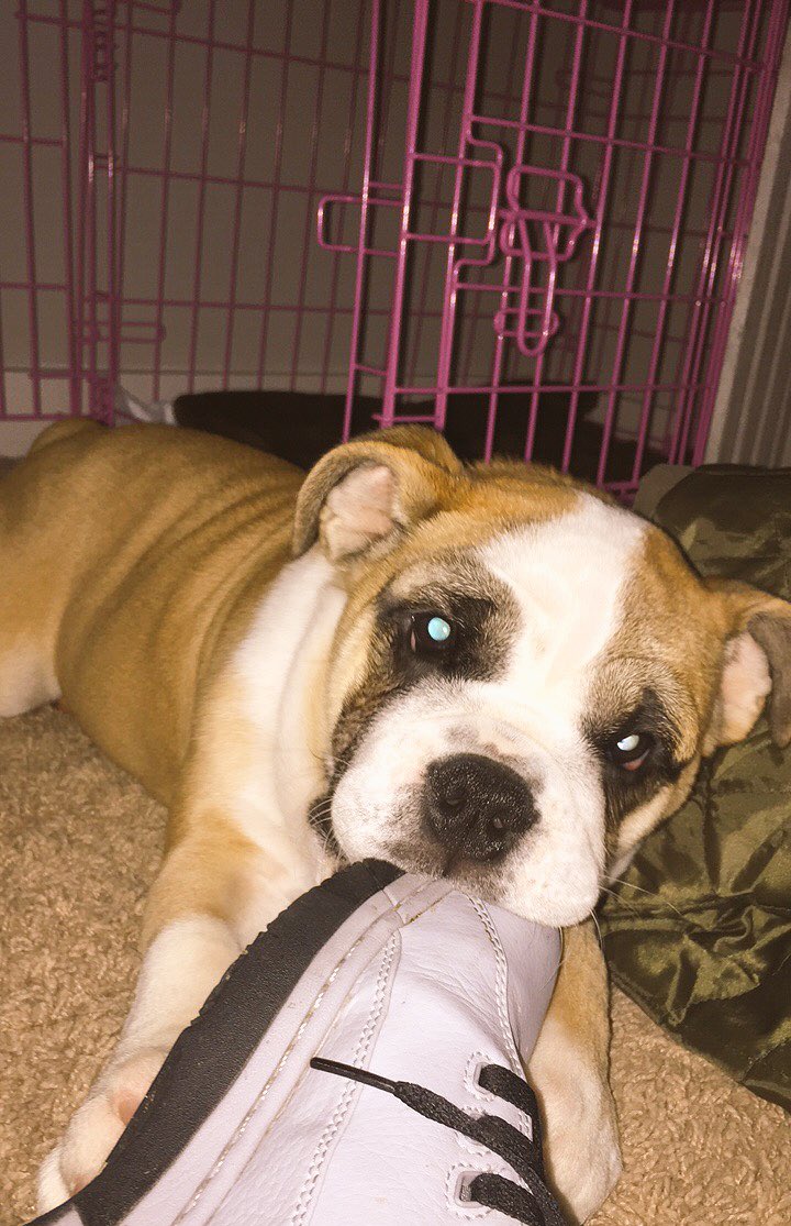 GabbySanta's tweet photo. Only living creature I'll wake up before 8am for. https://t.co/DythfqBp7E