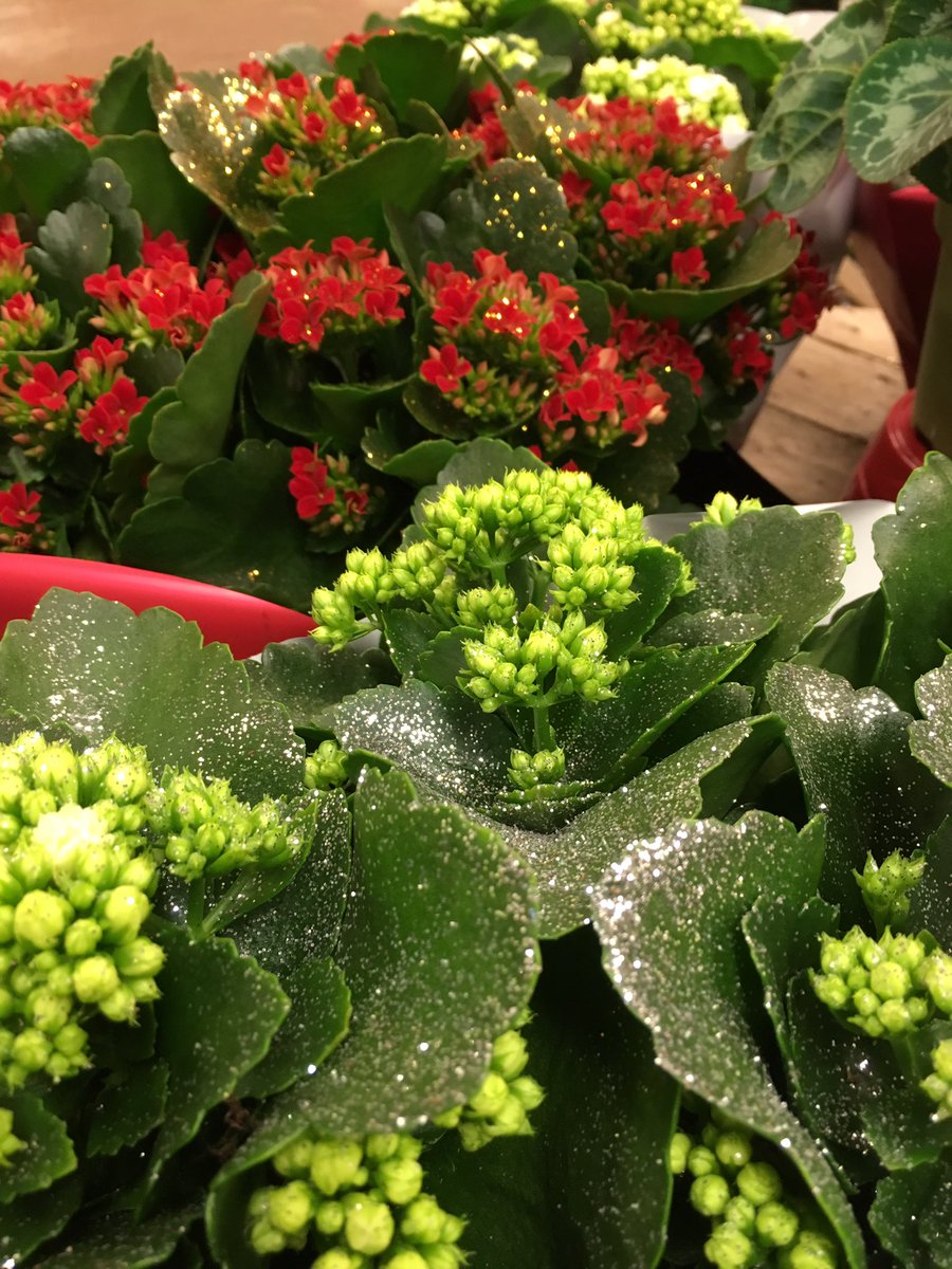 VisitPlantation's tweet photo. Houseplants make great gifts and we have plenty of beautiful ones to choose from in our garden shop. #holmeschapel #knutsford #middlewich https://t.co/7CWh2FErFV