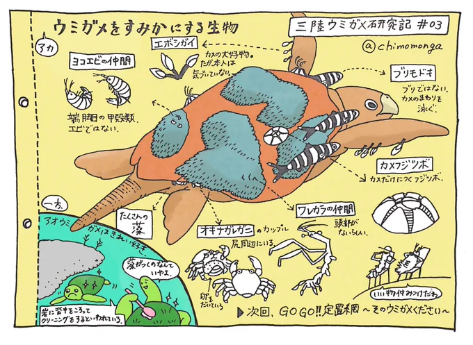 アカウミガメをすみかにする生物。調査をしててびっくりしたのは、ウミガメの体にはヨコエビやカニなどたくさんの生き物が住んでいたことです(分かる人が見れば、もっと発見されるかも)。#三陸ウミガメ研究記 03 