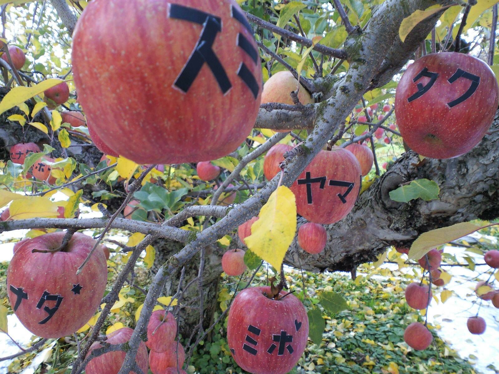 わたなべ 文字入りリンゴの作り方 1 好きに使えるリンゴ畑を用意します 2 シールを作ります 3 青いリンゴにシールを貼ります 4 赤くなるようによく日に当てます 5 収穫したらシールを剥がします 6 リンゴ10キロを箱に