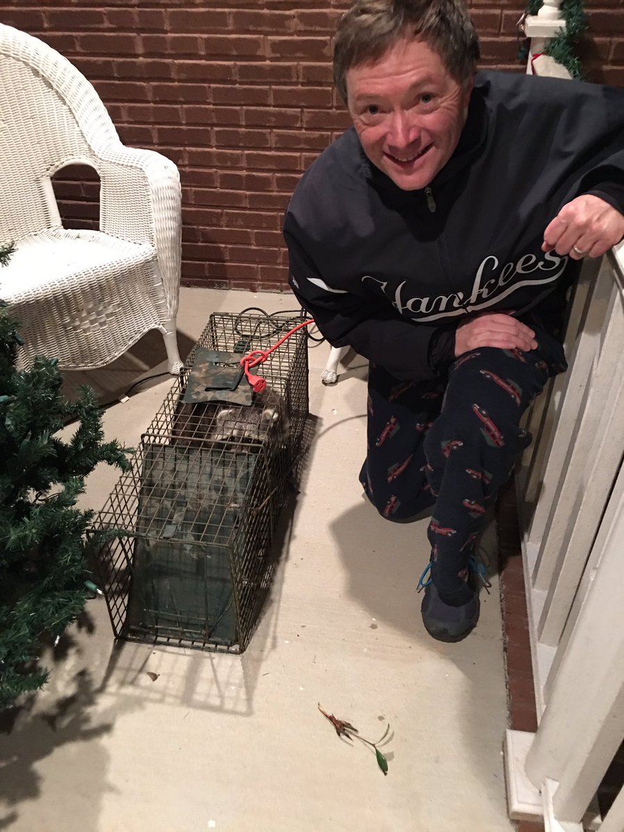 DrMarkLWilliams's tweet photo. You know that "noise" in the attic?  Got 'em! #CoonInCage https://t.co/lzvuxtgDa8