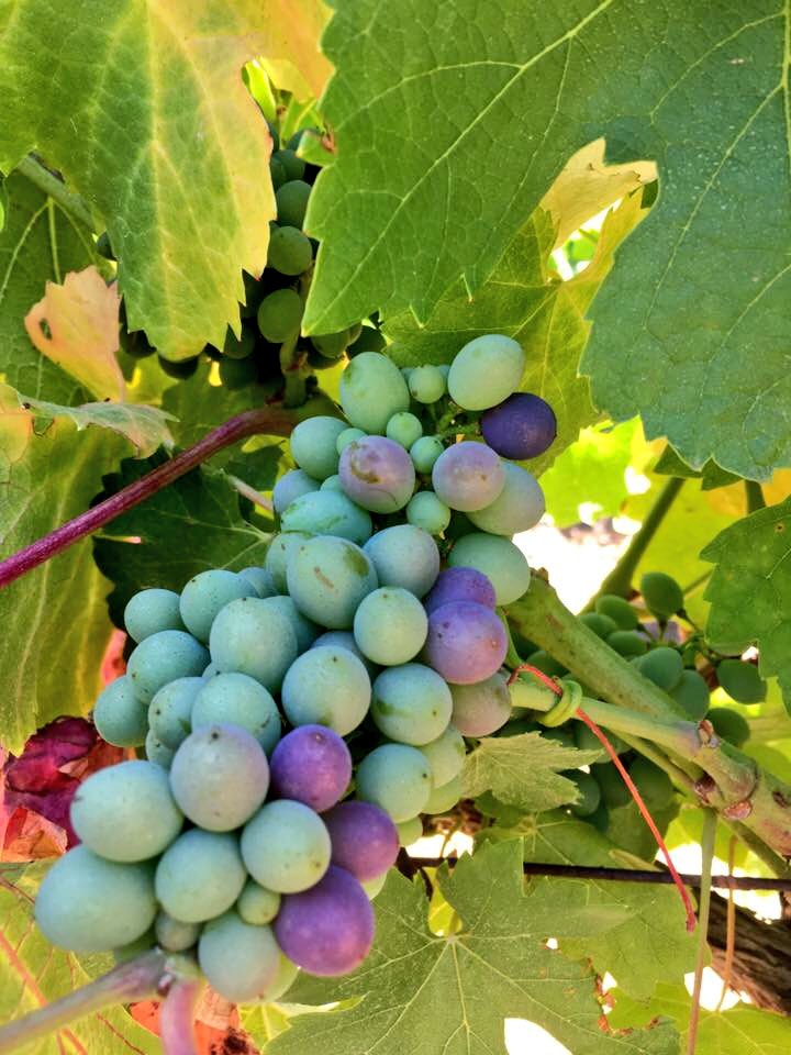 The first grapes to change colour for the 2017 #vintage have been spotted! #Pinotage #Stellenbosch #Devonvalley #AalderingEstate