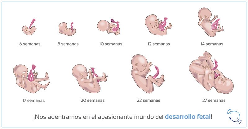 Embarazo y Lactancia på Twitter: "Has calulado ya el peso ...