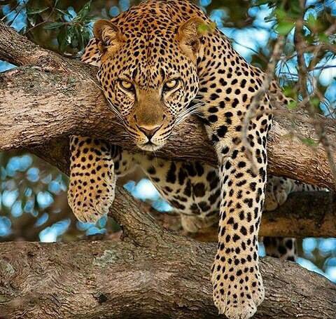 Leopards often hunt from trees pouncing on passing prey below. A favorable wind will allow them to go undetected by animales on the ground.🌻