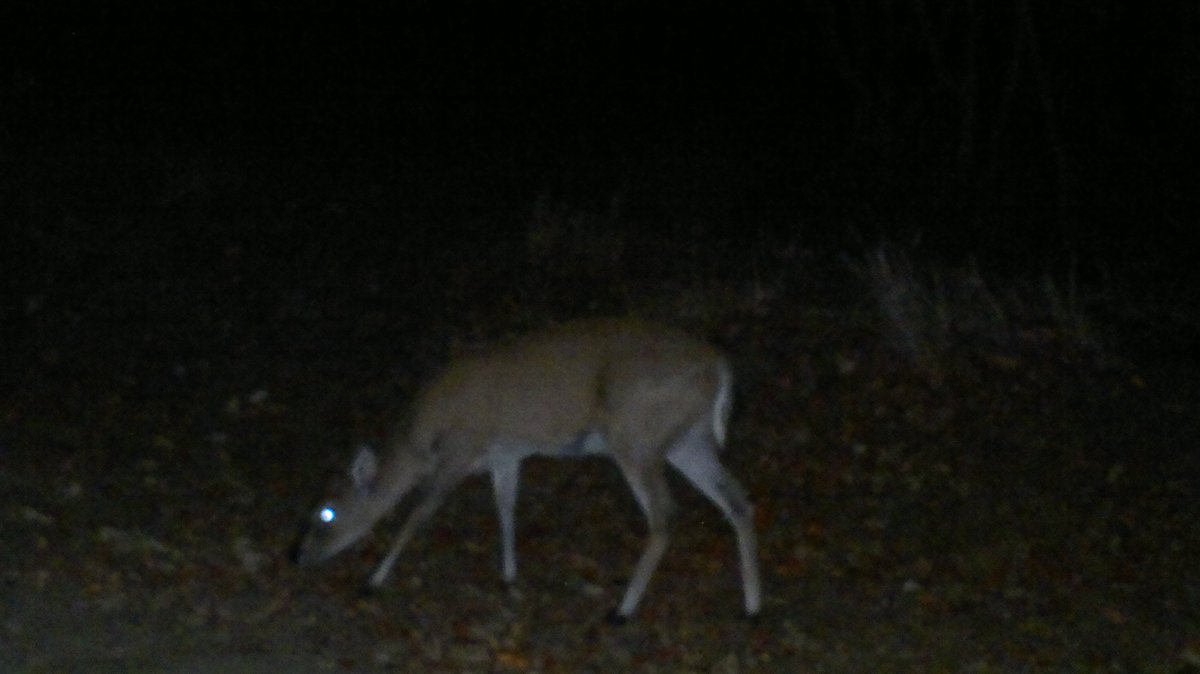 TonyStakes1's tweet photo. Bush buck (tame) https://t.co/OVp0FoEsg0