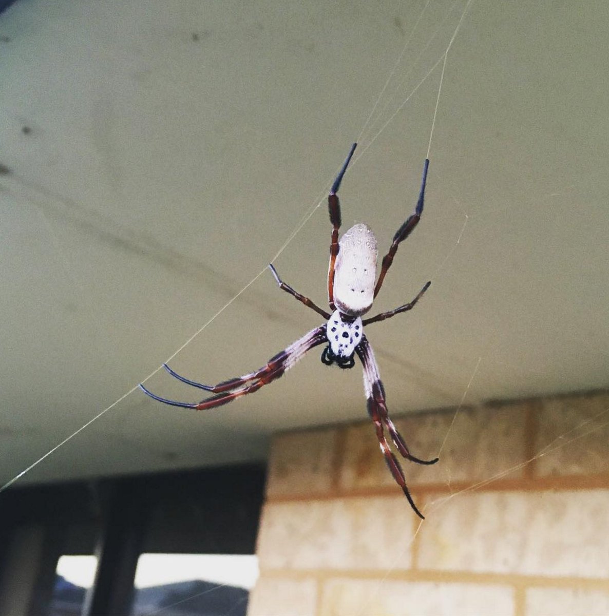 maxmoefoe's tweet photo. A cool Golden Orb Weaving Spider in my backyard. https://t.co/S6uT6GZYm9