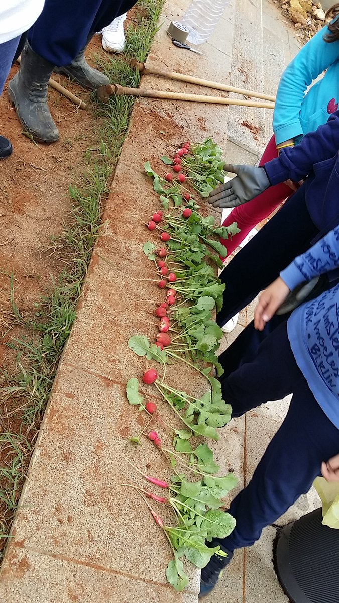 IESChN's tweet photo. Recolectando los primeros rábanos de nuestro huerto escolar. #somosecoescuela @EcoIESChN @EcoescuelasAND https://t.co/iq41tGC3bT