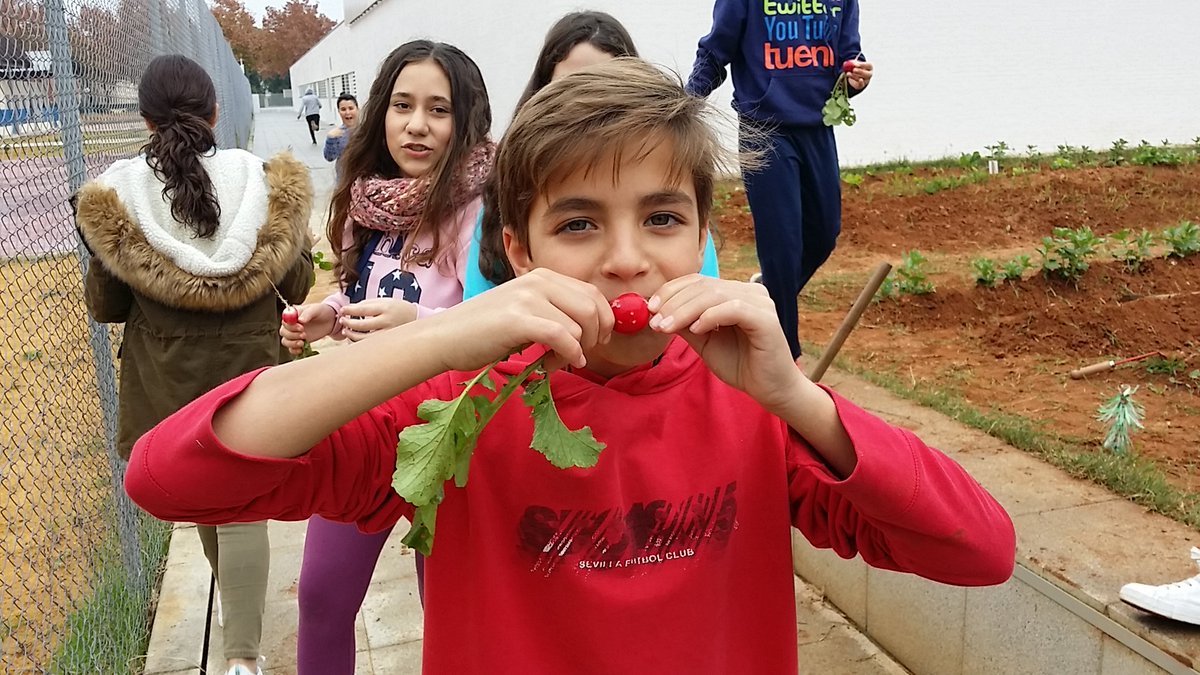 IESChN's tweet photo. Recolectando los primeros rábanos de nuestro huerto escolar. #somosecoescuela @EcoIESChN @EcoescuelasAND https://t.co/iq41tGC3bT